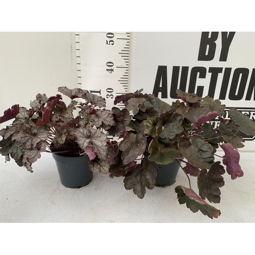 108 - TWO HEUCHERA 'BOYSENBERRY' IN 3 LTR POTS APPROX 30CM TALL PLUS VAT TO BE SOLD FOR THE TWO