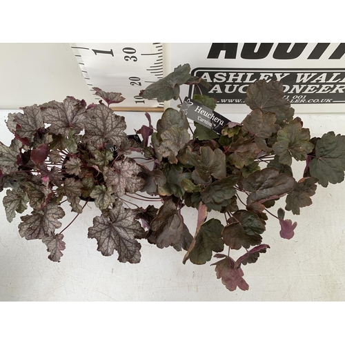 108 - TWO HEUCHERA 'BOYSENBERRY' IN 3 LTR POTS APPROX 30CM TALL PLUS VAT TO BE SOLD FOR THE TWO