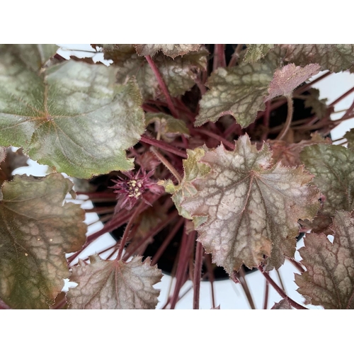 108 - TWO HEUCHERA 'BOYSENBERRY' IN 3 LTR POTS APPROX 30CM TALL PLUS VAT TO BE SOLD FOR THE TWO