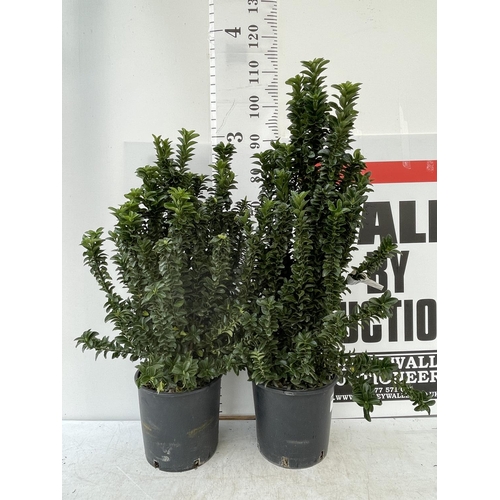 110 - TWO EUONYMUS JAPONICUS OVER 90CM IN HEIGHT IN 7 LTR POTS PLUS VAT TO BE SOLD FOR THE TWO