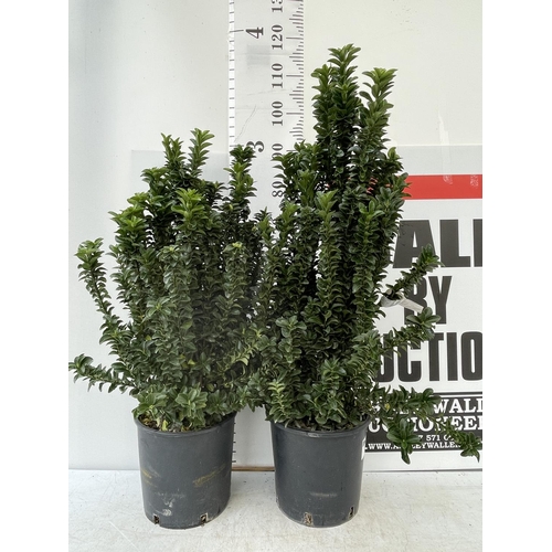 110 - TWO EUONYMUS JAPONICUS OVER 90CM IN HEIGHT IN 7 LTR POTS PLUS VAT TO BE SOLD FOR THE TWO