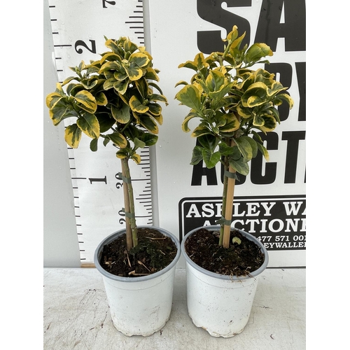 125 - TWO EUONYMUS STANDARD TREES APPROX 60CM IN HEIGHT IN 2 LTR POTS PLUS VAT TO BE SOLD FOR THE TWO