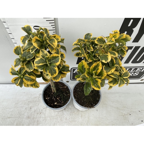 125 - TWO EUONYMUS STANDARD TREES APPROX 60CM IN HEIGHT IN 2 LTR POTS PLUS VAT TO BE SOLD FOR THE TWO