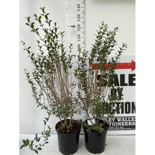 126 - TWO BURKWOOD OSMANTHUS SHRUBS OVER 1 METRE IN HEIGHT IN 7 LTR POTS PLUS VAT TO BE SOLD FOR THE TWO