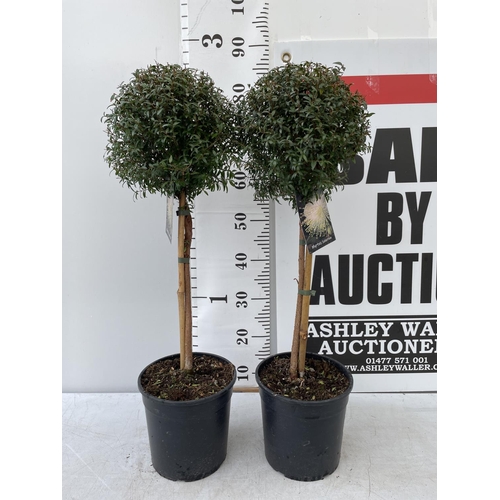 128 - TWO MYRTUS SELECTION STANDARD TREES APPROX 80CM IN HEIGHT IN 3 LTR POTS PLUS VAT TO BE SOLD FOR THE ... 