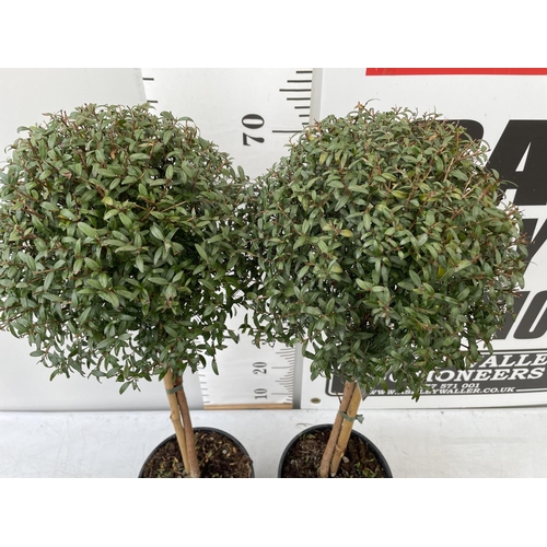 128 - TWO MYRTUS SELECTION STANDARD TREES APPROX 80CM IN HEIGHT IN 3 LTR POTS PLUS VAT TO BE SOLD FOR THE ... 