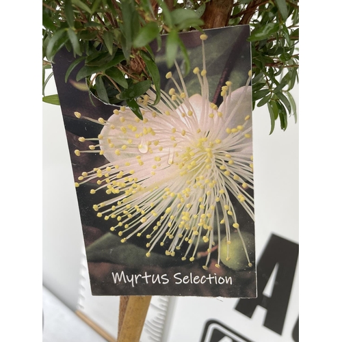 128 - TWO MYRTUS SELECTION STANDARD TREES APPROX 80CM IN HEIGHT IN 3 LTR POTS PLUS VAT TO BE SOLD FOR THE ... 