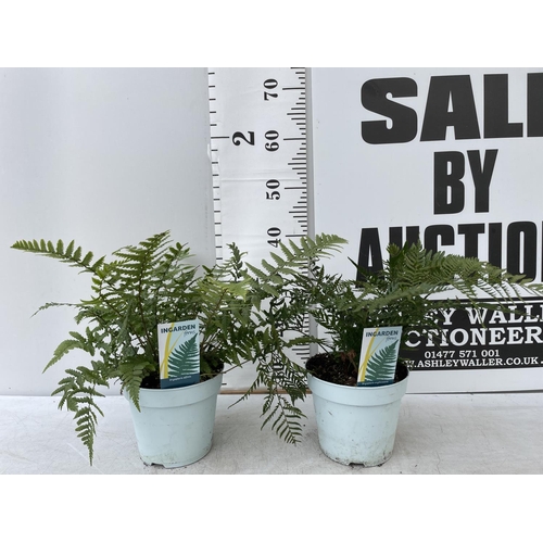 129 - TWO FERNS 'DRYOPTERIS ERYTHROSORA' AND 'DRYOPTERIS AFFINIS' APPROX 40CM IN HEIGHT IN 2 LTR POTS TO B... 