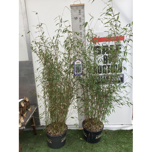 135 - TWO LARGE BAMBOO FARGESIA 'VIOLET WOODS' APPROX 180CM IN HEIGHT IN 10 LTR POTS PLUS VAT TO BE SOLD F... 