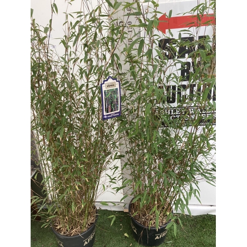 135 - TWO LARGE BAMBOO FARGESIA 'VIOLET WOODS' APPROX 180CM IN HEIGHT IN 10 LTR POTS PLUS VAT TO BE SOLD F... 