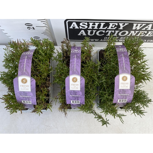 138 - EIGHTEEN ROSEMARY PLUG PLANTS IN CARRY TRAYS NO VAT TO BE SOLD FOR THE EIGHTEEN