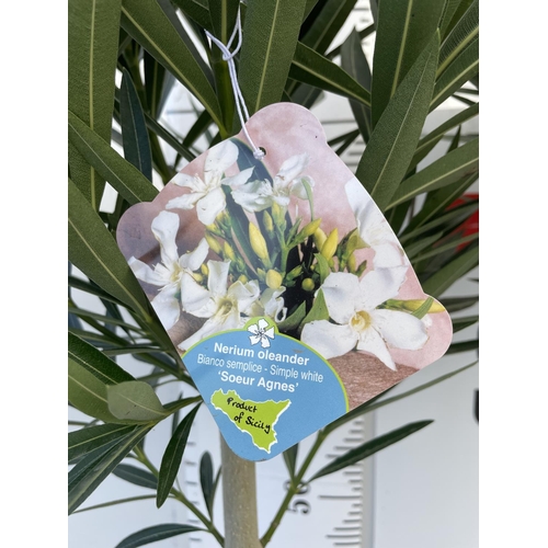 169 - TWO OLEANDER STANDARD TREES RED 'JANNOCH' AND WHITE 'SOEUR AGNES' OVER 1 METRE IN HEIGHT IN 4 LTR PO... 