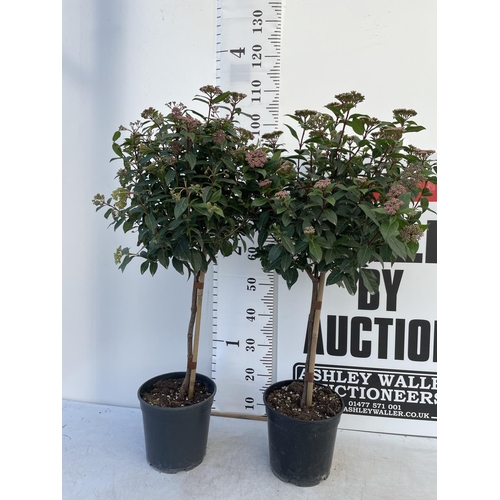 174 - TWO VIBERNUM TINUS STANDARD TREES APPROX 1 METRE IN HEIGHT IN 4 LTR POTS PLUS VAT TO BE SOLD FOR THE... 