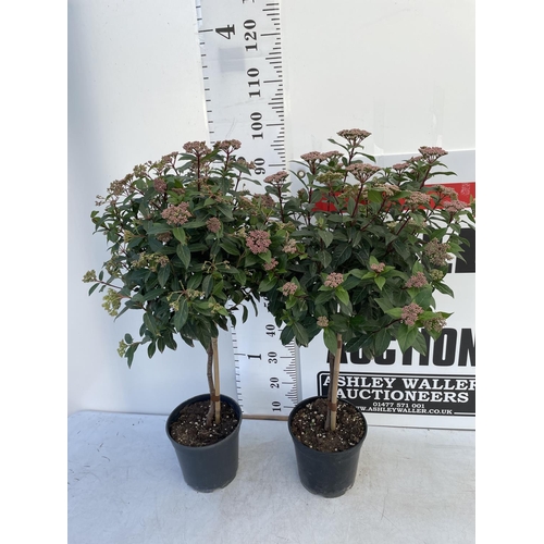 174 - TWO VIBERNUM TINUS STANDARD TREES APPROX 1 METRE IN HEIGHT IN 4 LTR POTS PLUS VAT TO BE SOLD FOR THE... 