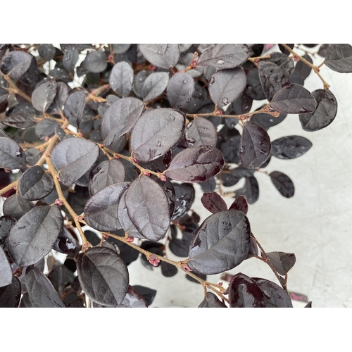 188 - TWO LOROPETALUM CHINENSE 'BLACK PEARL' APPROX 45CM IN HEIGHT IN 2 LTR POTS PLUS VAT TO BE SOLD FOR T... 