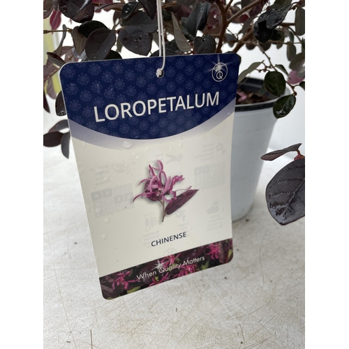 188 - TWO LOROPETALUM CHINENSE 'BLACK PEARL' APPROX 45CM IN HEIGHT IN 2 LTR POTS PLUS VAT TO BE SOLD FOR T... 