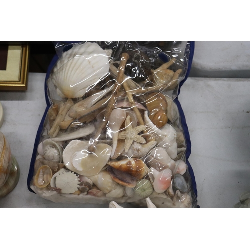 951 - A LARGE COLLECTION OF SHELLS