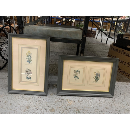 1257 - TWO FRAMED BOTANICAL PRINTS