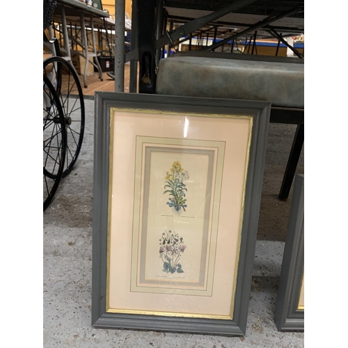 1257 - TWO FRAMED BOTANICAL PRINTS