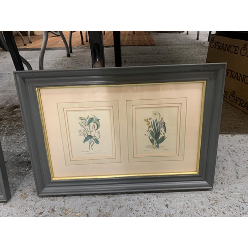 1257 - TWO FRAMED BOTANICAL PRINTS