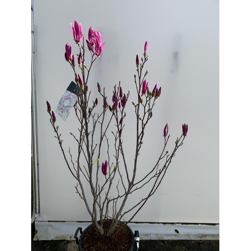 1 - A LARGE MAGNOLIA PINK 'SUSAN' TREE OVER 2 METRES IN HEIGHT IN A 10 LTR POT PLUS VAT