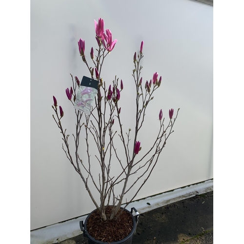 1 - A LARGE MAGNOLIA PINK 'SUSAN' TREE OVER 2 METRES IN HEIGHT IN A 10 LTR POT PLUS VAT