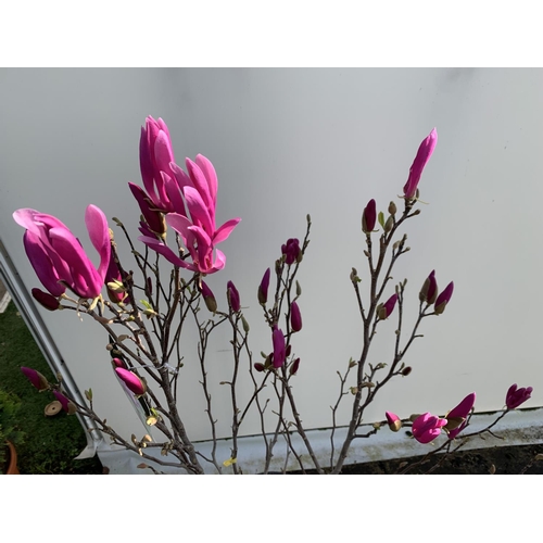 1 - A LARGE MAGNOLIA PINK 'SUSAN' TREE OVER 2 METRES IN HEIGHT IN A 10 LTR POT PLUS VAT