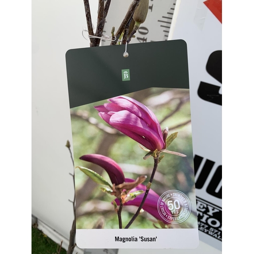 1 - A LARGE MAGNOLIA PINK 'SUSAN' TREE OVER 2 METRES IN HEIGHT IN A 10 LTR POT PLUS VAT