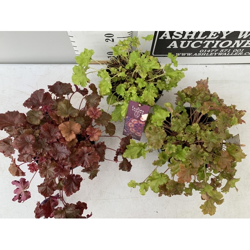 10 - THREE HEUCHERA INDIAN SUMMER CARNIVAL 'BOYSENBERRY' AND 'MARMALADE' AND 'LIME MARMALADE' IN 3 LTR PO... 