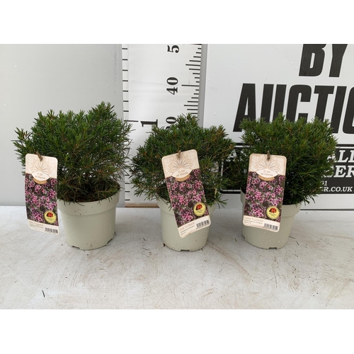 101 - THREE WAX FLOWER PINK BUSHES IN 2 LTR POTS APPROX 30CM IN HEIGHT PLUS VAT TO BE SOLD FOR THE THREE