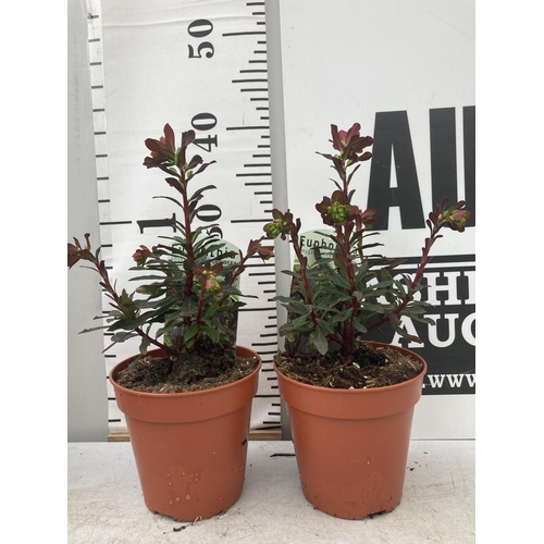 103 - TEN EUPHORBIA 'PURPUREA' ON A TRAY IN 1 LTR POTS PLUS VAT TO BE SOLD FOR THE TEN