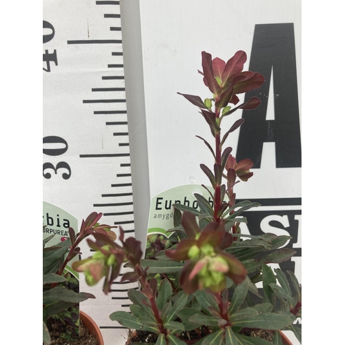 103 - TEN EUPHORBIA 'PURPUREA' ON A TRAY IN 1 LTR POTS PLUS VAT TO BE SOLD FOR THE TEN