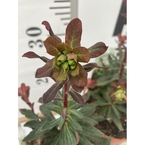 103 - TEN EUPHORBIA 'PURPUREA' ON A TRAY IN 1 LTR POTS PLUS VAT TO BE SOLD FOR THE TEN