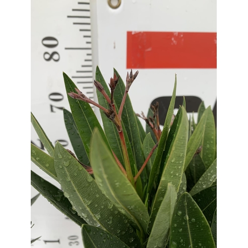 104 - TWO NERIUM OLEANDER STANDARD TREES 'DOUBLE PINK' APPROX 80CM IN HEIGHT IN 4 LTR POTS PLUS VAT TO BE ... 