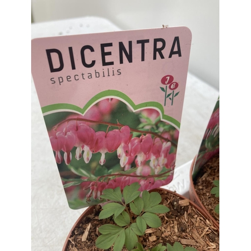 106 - FIFTEEN DICENTRA 'SPECTABILIS' VALENTINE PINK ON A TRAY TO BE SOLD FOR THE FIFTEEN PLUS VAT