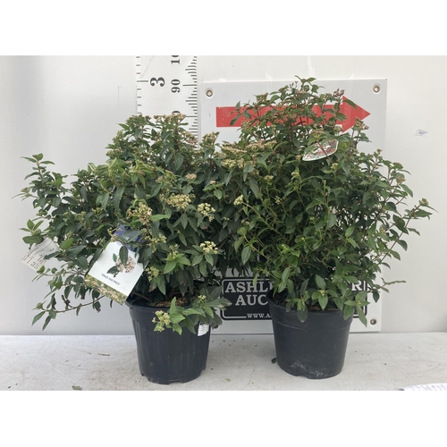 107 - TWO VIBURNUM TINUS 'EVE PRICE' APPROX 75CM IN HEIGHT IN 7 LTR POTS PLUS VAT TO BE SOLD FOR THE TWO