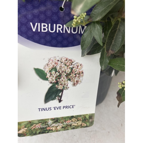 107 - TWO VIBURNUM TINUS 'EVE PRICE' APPROX 75CM IN HEIGHT IN 7 LTR POTS PLUS VAT TO BE SOLD FOR THE TWO