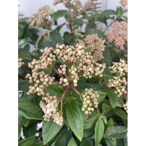 107 - TWO VIBURNUM TINUS 'EVE PRICE' APPROX 75CM IN HEIGHT IN 7 LTR POTS PLUS VAT TO BE SOLD FOR THE TWO