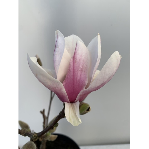 109 - ONE MAGNOLIA SOULANGEANA 'SUPERBA' APPROX 110CM IN HEIGHT IN A 7 LTR POT PLUS VAT