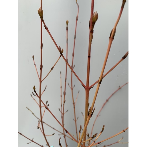 11 - TWO CORNUS 'MIDWINTER FIRE' IN 4 LITRE POTS APPROX 1M IN HEIGHT PLUS VAT TO BE SOLD FOR THE TWO