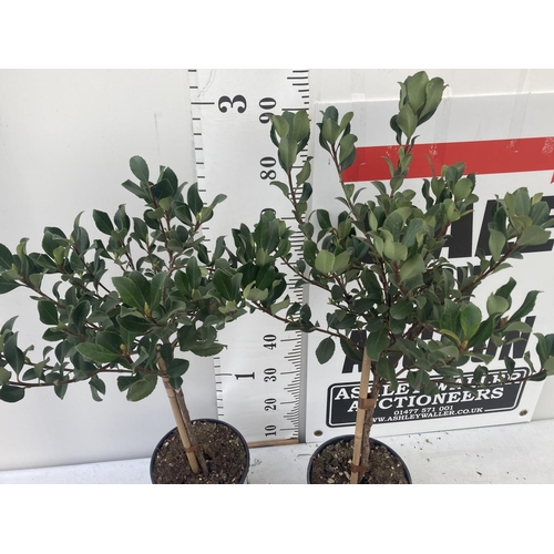 111 - TWO RHAPHIOLEPIS INDICA SPRINGTIME STANDARD TREES IN 4 LTR POTS APPROX 95CM IN HEIGHT PLUS VAT TO BE... 