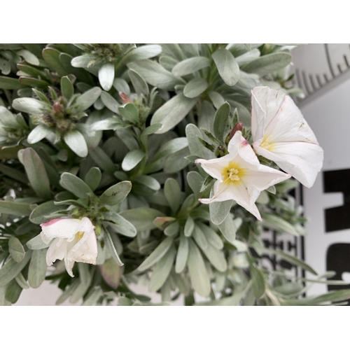 113 - TWO CONVOLVULUS CNEORUM WITH WHITE FLOWERS IN 5 LTR POTS APPROX 45CM IN EHIGHT PLUS VAT TO BE SOLD F... 