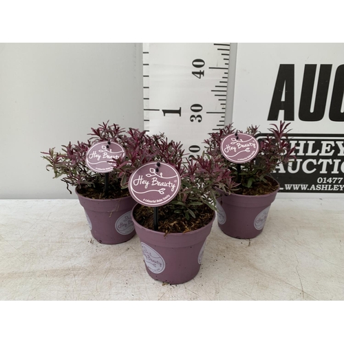 116 - THREE HEBES PURPLE 'HEY BEAUTY' IN 1 LTR POTS PLUS VAT TO BE SOLD FOR THE THREE