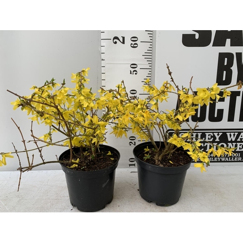 117 - TWO FORSYTHIA PLANTS APPROX 50CM IN HEIGHT IN 3LTR POTS PLUS VAT TO BE SOLD FOR THE THREE