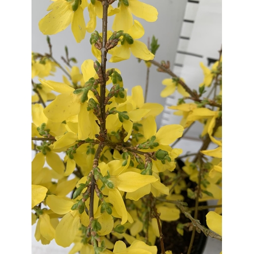 117 - TWO FORSYTHIA PLANTS APPROX 50CM IN HEIGHT IN 3LTR POTS PLUS VAT TO BE SOLD FOR THE THREE