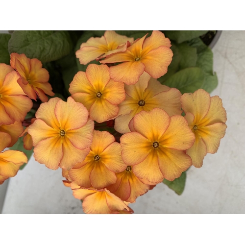 118 - EIGHT DOUBLE PRIMROSE PLANTS ON A TRAY APPROX 35CM IN HEIGHT PLUS VAT TO BE SOLD FOR THE EIGHT