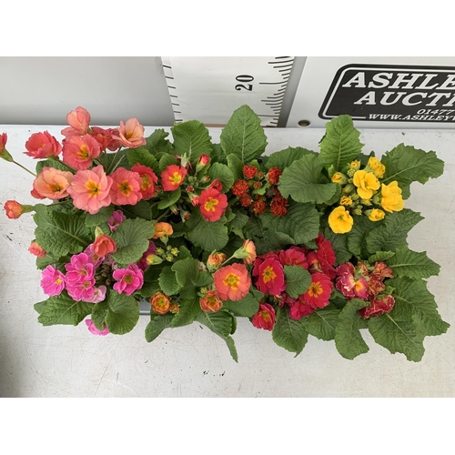 120 - EIGHT DOUBLE PRIMROSE PLANTS ON A TRAY MIXED COLOURS PLUS VAT TO BE SOLD FOR THE EIGHT