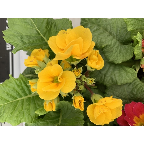 120 - EIGHT DOUBLE PRIMROSE PLANTS ON A TRAY MIXED COLOURS PLUS VAT TO BE SOLD FOR THE EIGHT