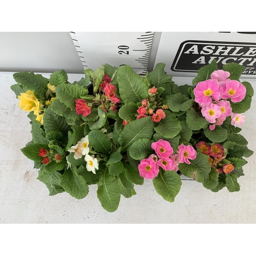 123 - EIGHT DOUBLE PRIMROSE PLANTS ON A TRAY MIXED COLOURS PLUS VAT TO BE SOLD FOR THE EIGHT