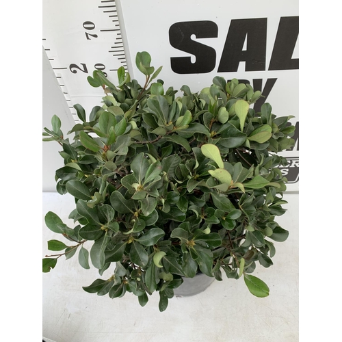 127 - ONE RHAPHIOLEPIS UMBELLATA BUSH APPROX 75CM IN HEIGHT IN A 15 LTR POT PLUS VAT